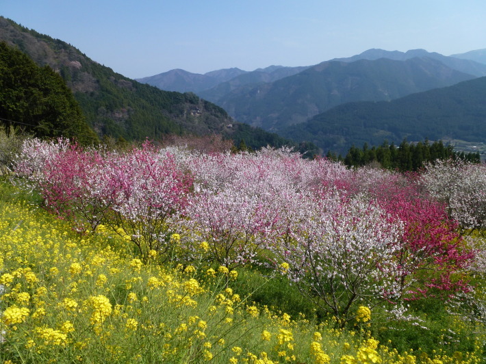 久万高原町の花桃の里を訪ねて_d0347025_19514525.jpg