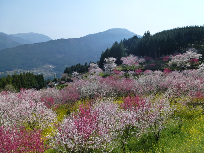 久万高原町の花桃の里を訪ねて_d0347025_19520284.jpg