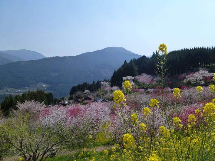 久万高原町の花桃の里を訪ねて_d0347025_20030040.jpg