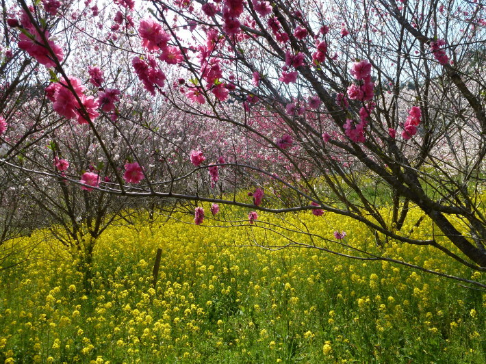 久万高原町の花桃の里を訪ねて_d0347025_20032456.jpg