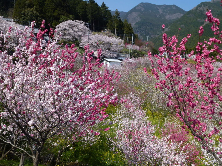 久万高原町の花桃の里を訪ねて_d0347025_20204396.jpg