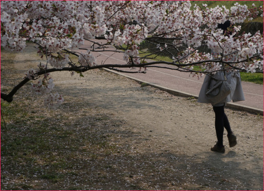 来年の花は_e0081525_16594362.jpg