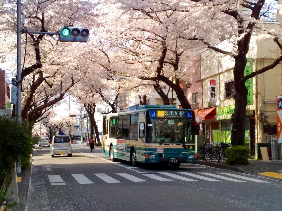 久米川さくら通り 黄色い電車に乗せて 久米川さくら通り 黄色い電車に乗せて