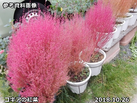 ほうき草 コキア 自然とともに生きる ほうき草 コキア 自然とともに生きる