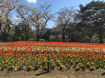朝日カルチャーセンター中之島教室『英語で学ぶ日本文化』March 7th, 2019_c0215031_23033646.gif