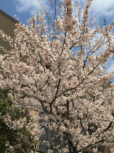 朝日カルチャーセンター中之島教室『英語で学ぶ日本文化』March 7th, 2019_c0215031_23034957.gif