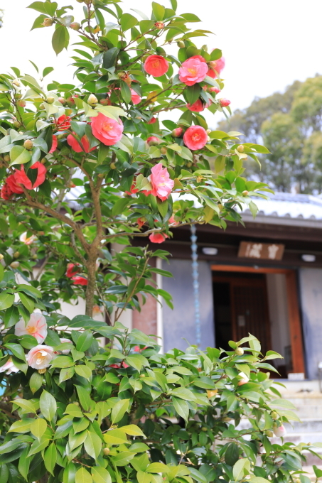 【白毫寺】奈良旅行 - 11 -_f0348831_23143286.jpg