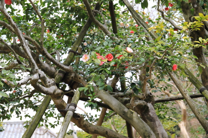 【白毫寺】奈良旅行 - 11 -_f0348831_23143960.jpg