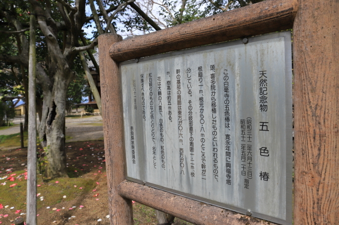 【白毫寺】奈良旅行 - 11 -_f0348831_23143991.jpg