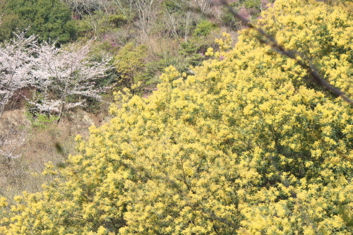 お花見登山② コラボレーション_a0345833_22150088.jpg
