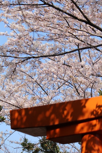 お花見登山② コラボレーション_a0345833_22310504.jpg