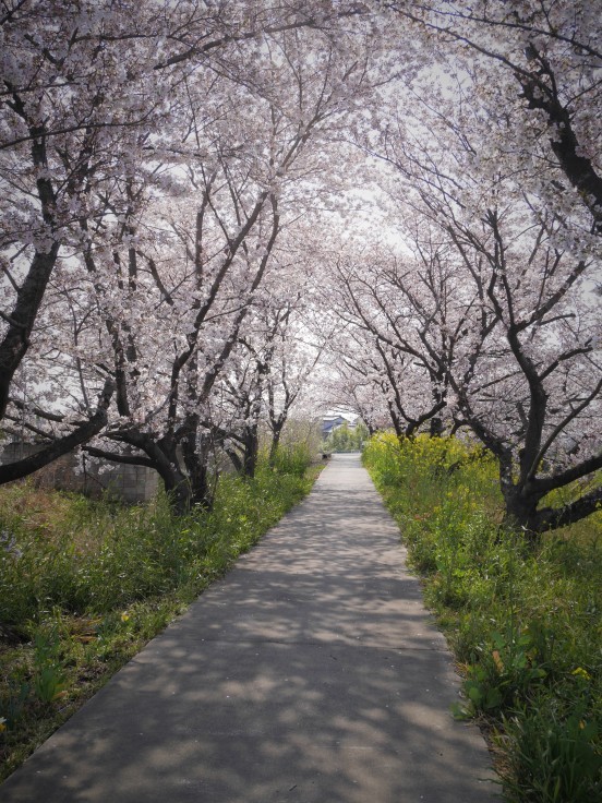 ２０１９年の桜_c0127234_09043845.jpg