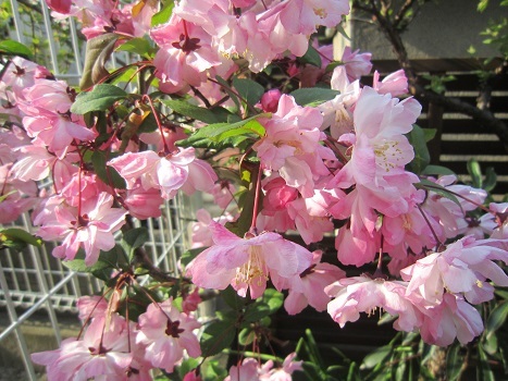 雪と桜_b0177436_22300413.jpg