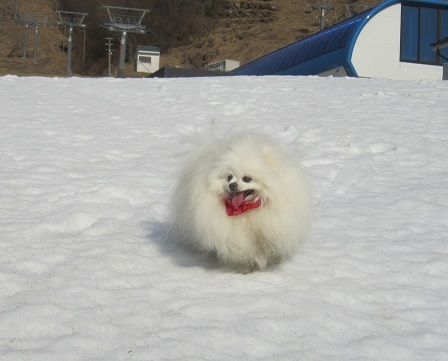 雪と桜_b0177436_22380391.jpg