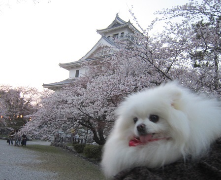 雪と桜_b0177436_22515167.jpg