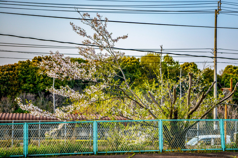 自慢の兄夫妻の 庭園2019春_d0246136_22172694.jpg