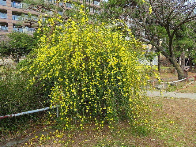 御庭公園 エニシダ 寄り添いの日々