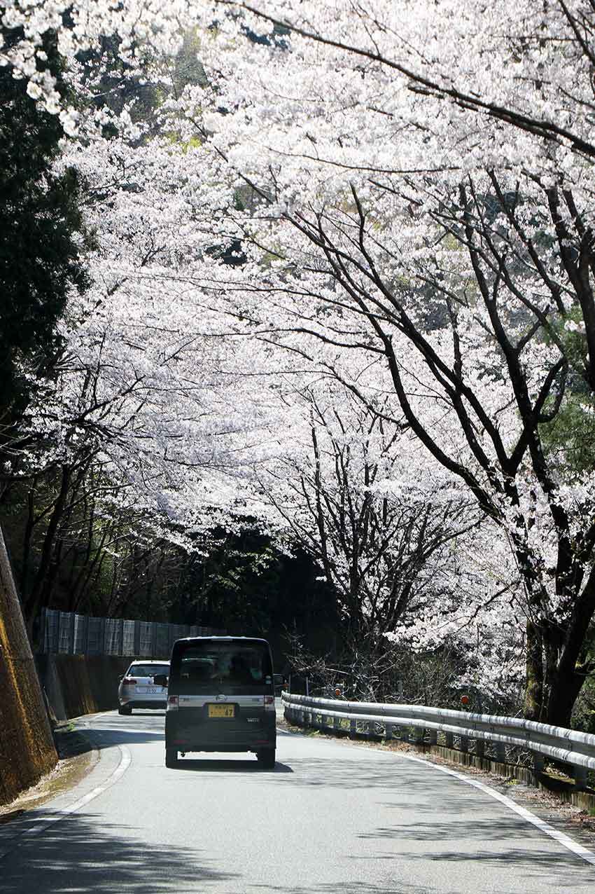 2019年神山森林公園「イルローザの森」の桜♪_d0058941_20263184.jpg