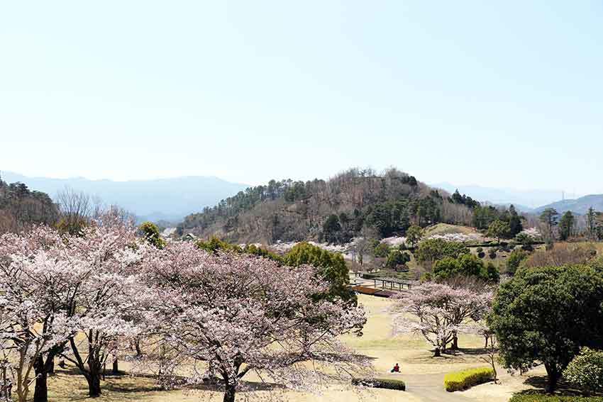 2019年神山森林公園「イルローザの森」の桜♪_d0058941_20412150.jpg