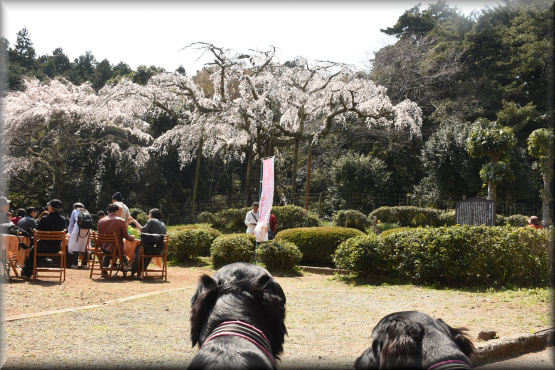 お花見散歩2019　＠長興山紹太寺_f0363141_12280646.jpg