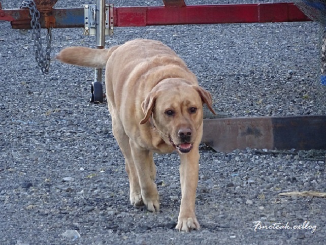 値上がり; マリーナの犬たち_d0356844_03475269.jpg