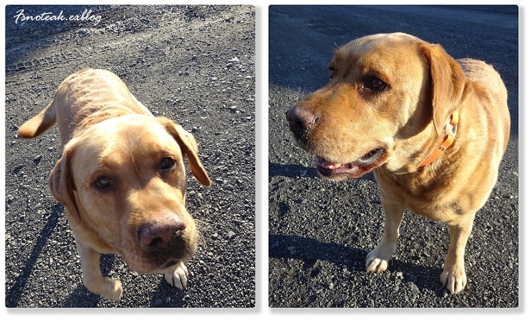 値上がり; マリーナの犬たち_d0356844_03510757.jpg