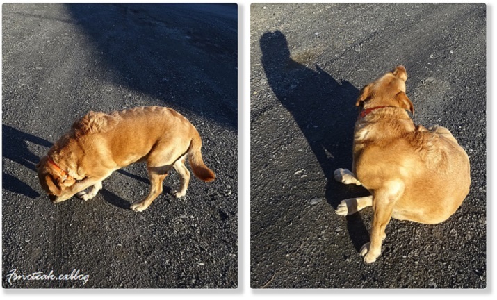 値上がり; マリーナの犬たち_d0356844_03520882.jpg