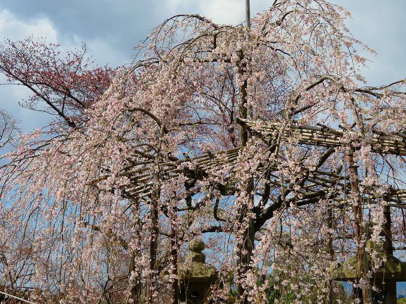 清水寺の賑わい20190331_e0237645_19052642.jpg