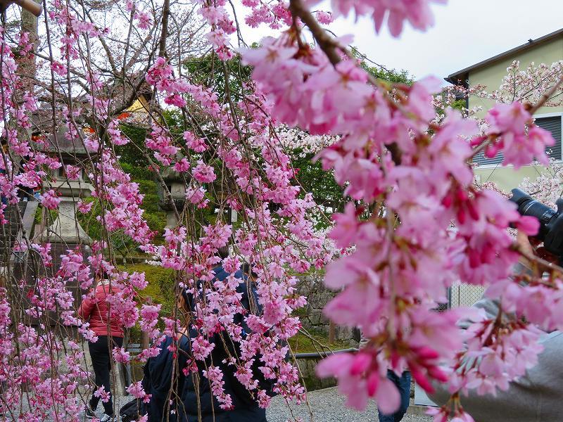 清水寺の賑わい20190331_e0237645_19061714.jpg