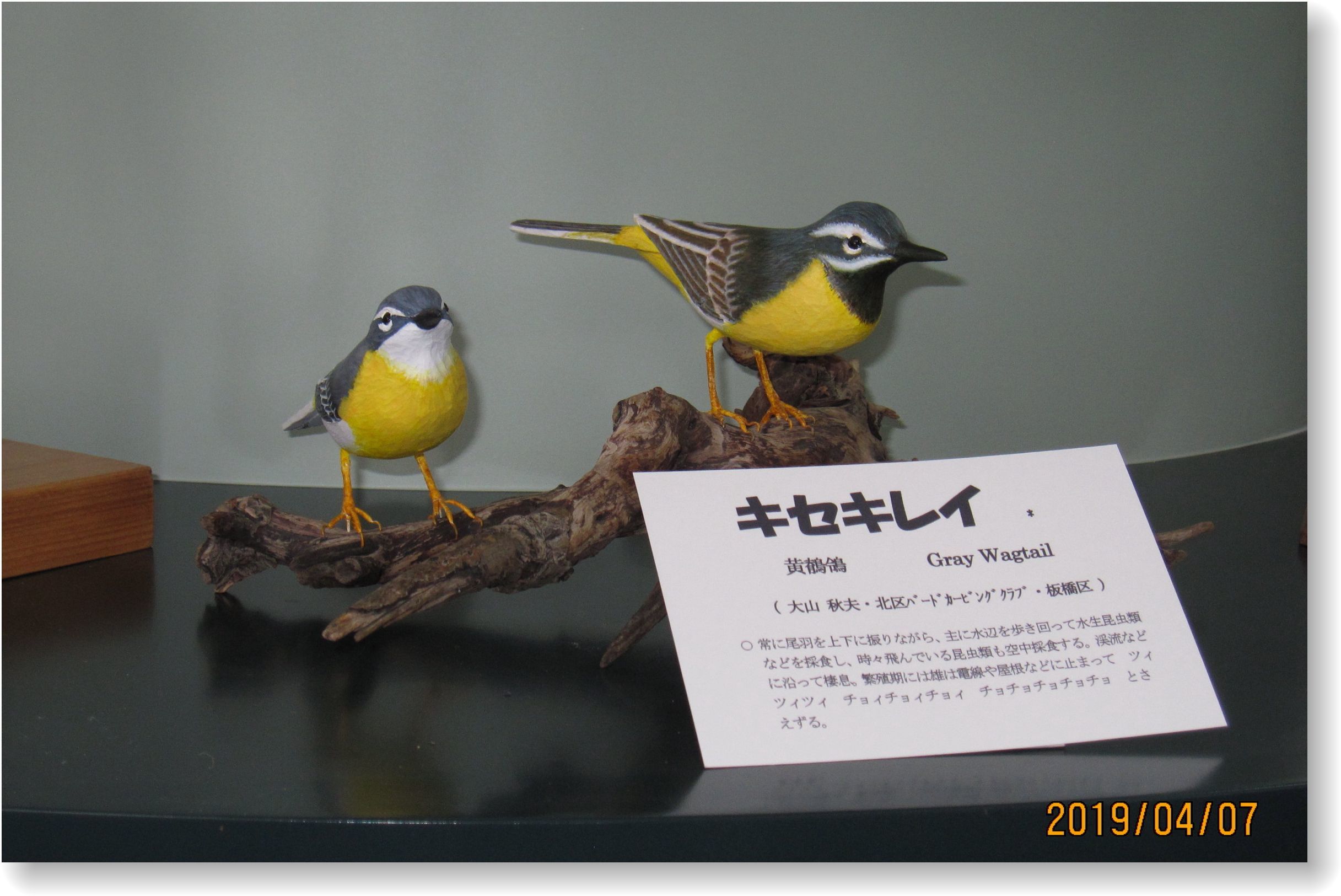 荒川知水資料館 常設展示のバードカービング作品を入れ替え : 北