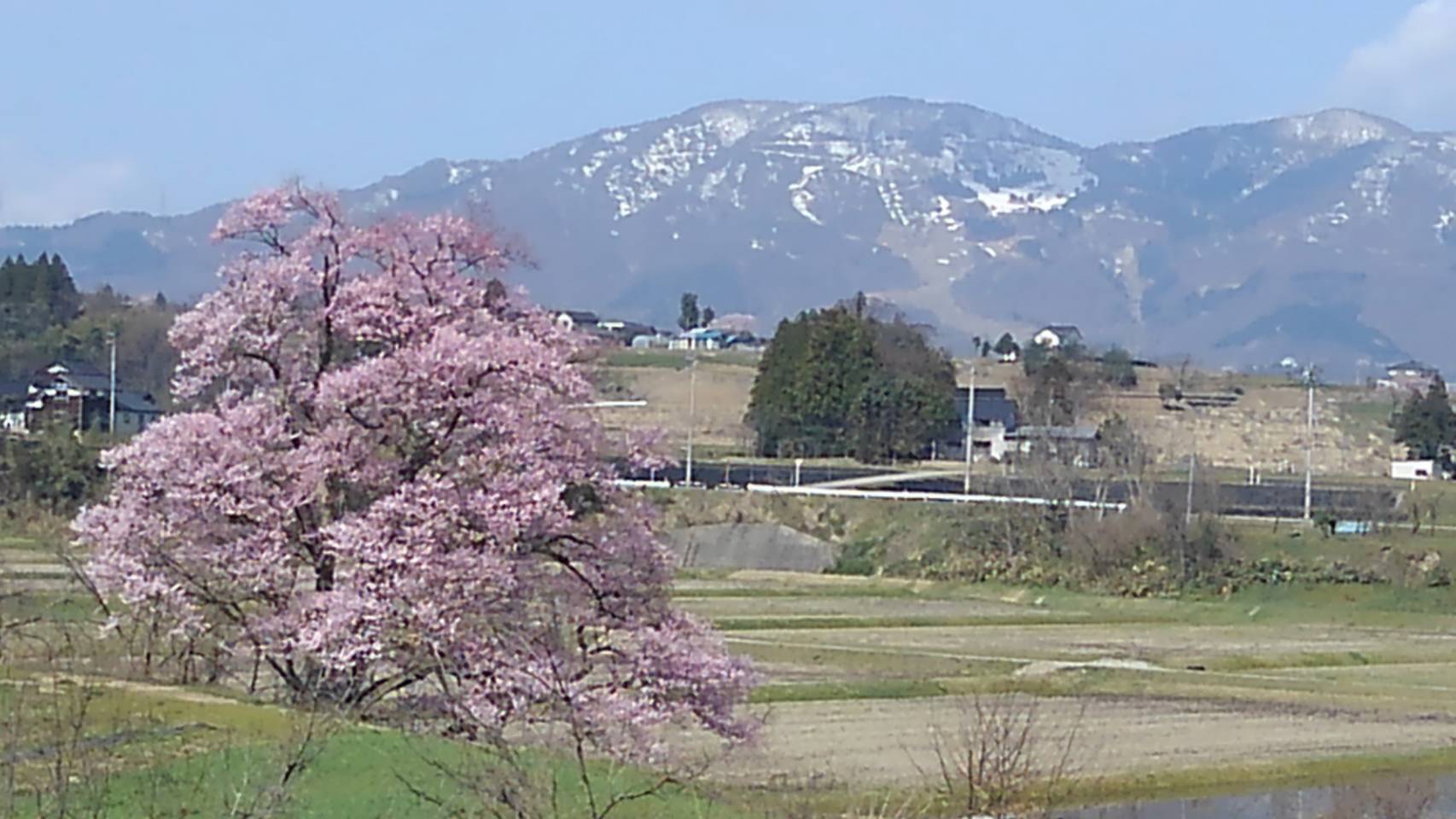 花見（2019）平成最後の花見_b0062748_13061620.jpg