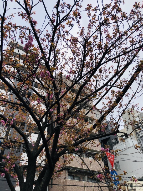 八重桜咲き始めたなー。&4月9日(火)のランチメニュー_d0243849_15084791.jpeg