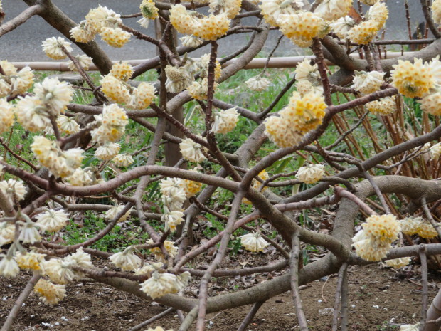 春の花とドット遊びの活花_f0329849_17091372.jpg