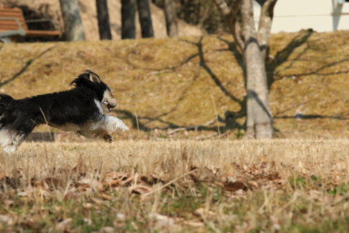 c0145250_09031597.gif