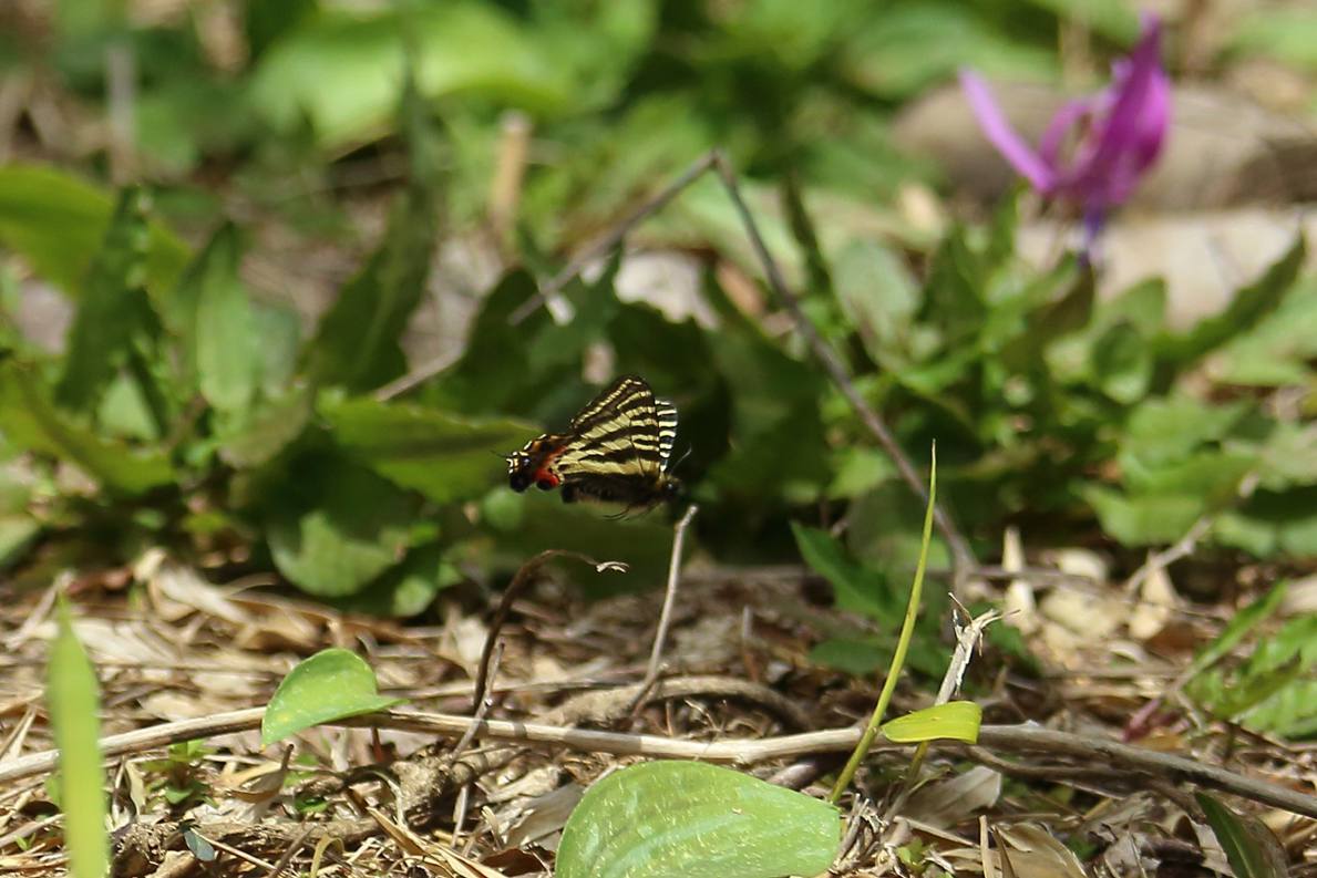 カタクリとギフチョウ_e0403850_13582569.jpg