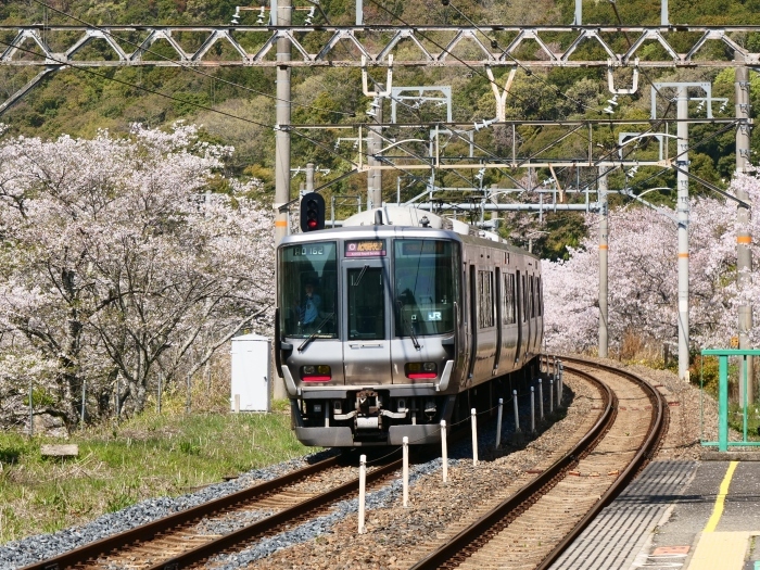 　　花と鉄道　　２０１９-０４-１２　００：００ 　　_b0093754_21555770.jpg