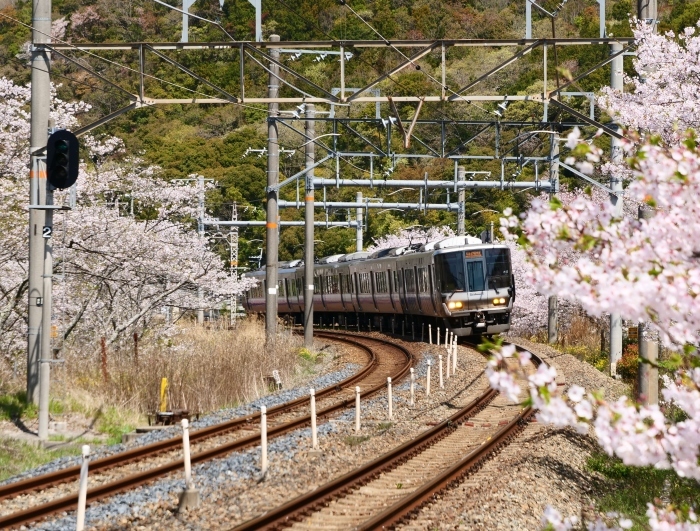　　花と鉄道　　２０１９-０４-１２　００：００ 　　_b0093754_21564627.jpg
