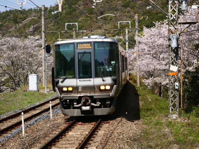 　　花と鉄道　　２０１９-０４-１２　００：００ 　　_b0093754_21572149.jpg