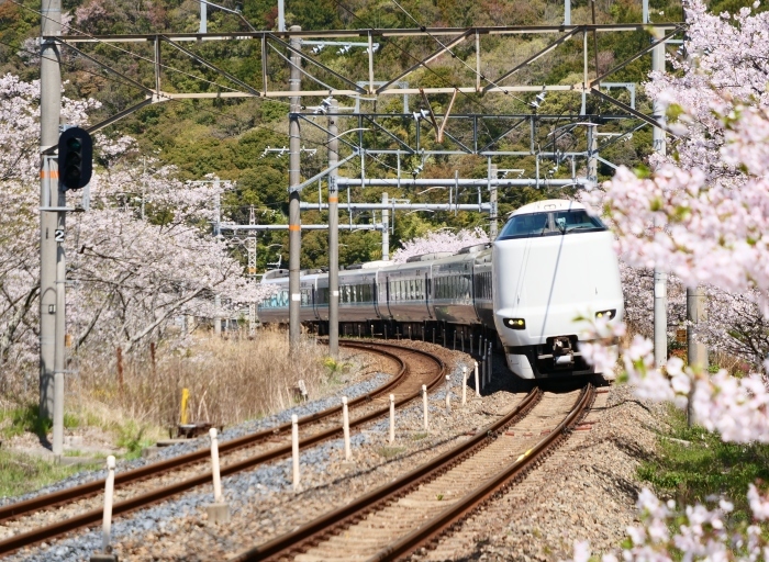 　　花と鉄道　　２０１９-０４-１２　００：００ 　　_b0093754_21583519.jpg