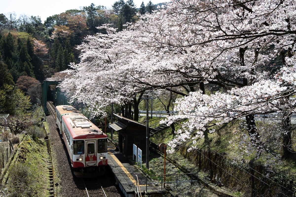 トンネルを抜けると桜の日当駅_f0371554_20053310.jpg