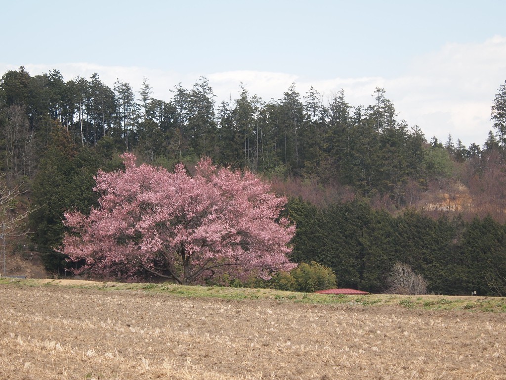 草取りと草餅。_b0319255_22312278.jpg