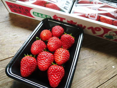 熊本産高級イチゴ『完熟紅ほっぺ』お急ぎ下さい！美味しさへのこだわりゆえの4月中旬までの出荷です！_a0254656_17203598.jpg
