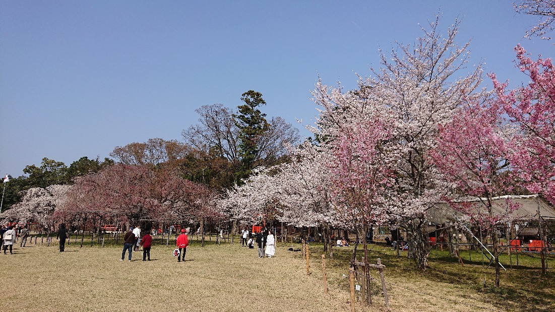 上賀茂神社_b0352459_13281964.jpg