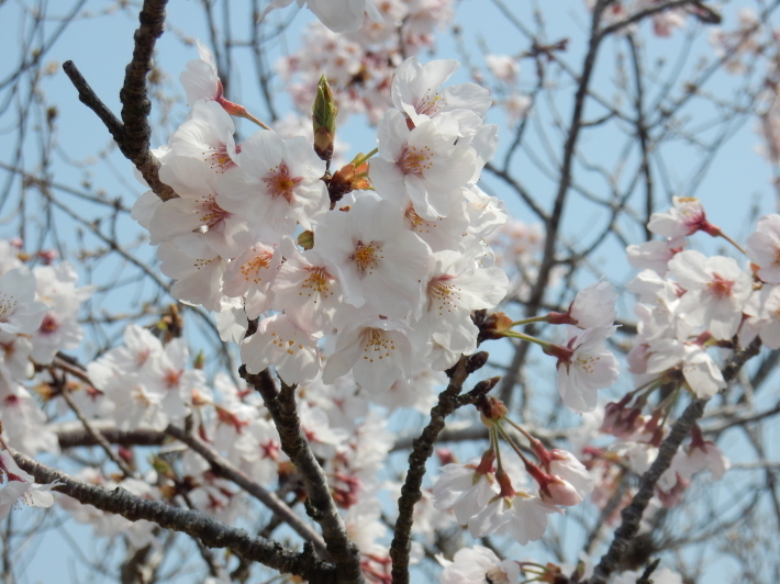 ’19，4，8（月）勝浦の桜も満開！そしてキョンも！_f0060461_09493352.jpg