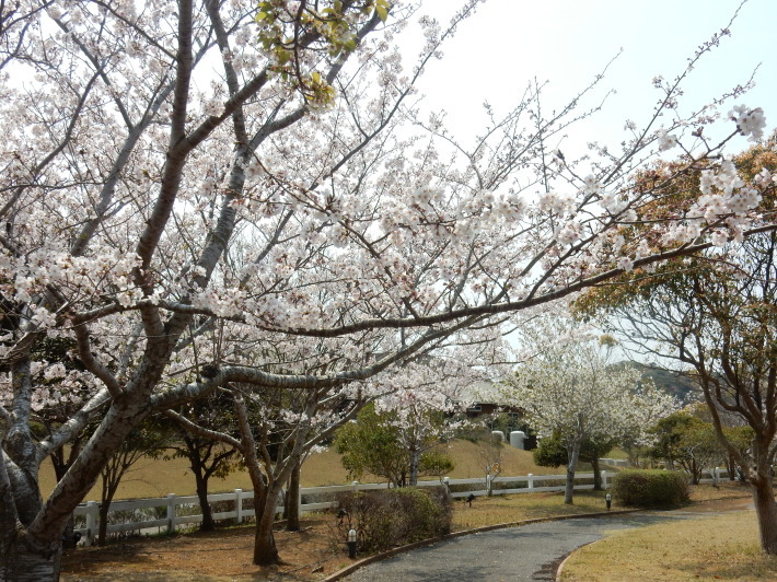 ’19，4，8（月）勝浦の桜も満開！そしてキョンも！_f0060461_09502006.jpg