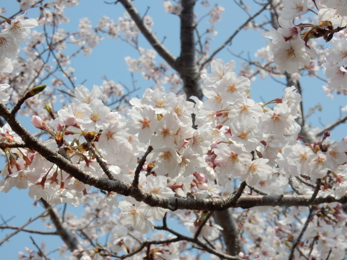 ’19，4，8（月）勝浦の桜も満開！そしてキョンも！_f0060461_09513543.jpg