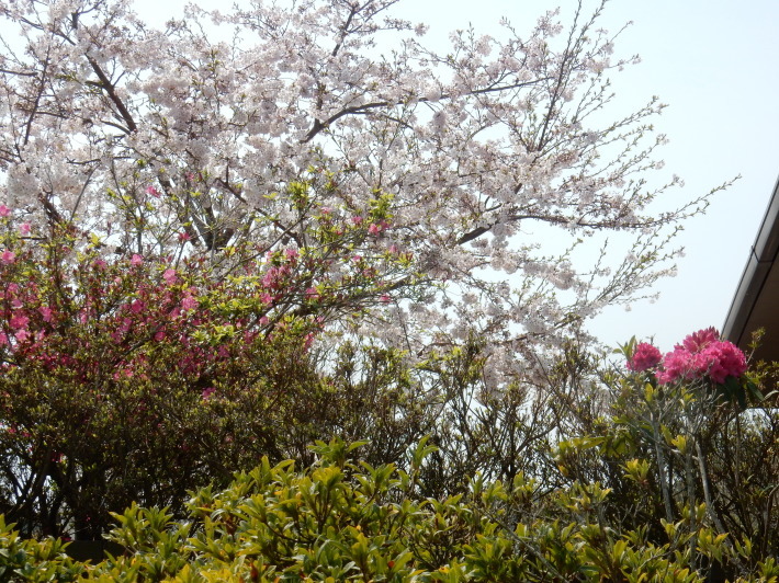 ’19，4，8（月）勝浦の桜も満開！そしてキョンも！_f0060461_09564877.jpg