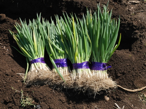 トマト植え、バジル種蒔き、インゲン開花4・2～7_c0014967_06564232.jpg