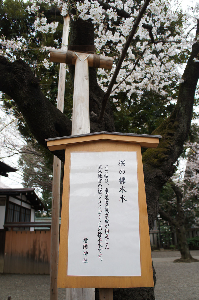 2019年桜前線通過しました(おまけつき)_b0116271_11402023.jpg