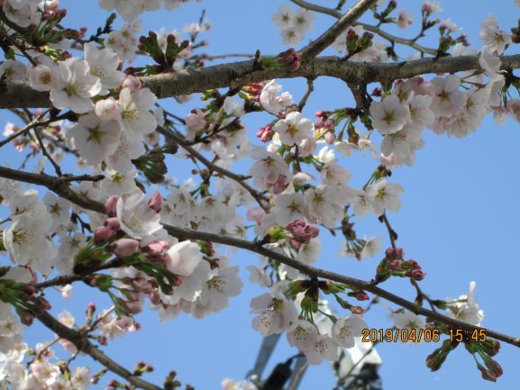 秩父長瀞　北桜通り　花見の里　野土山_b0046473_10123344.jpg